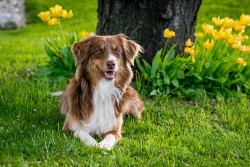 A friendly Australian Shepherd dog sitting in a field of yellow flowers.