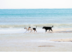 Three dogs strolling on a beautiful beach.